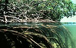 Mangroveträsk, troligtvis i Bangladesh.