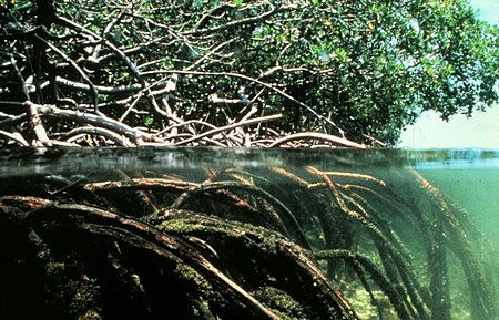 Tập_tin:Mangroves.jpg