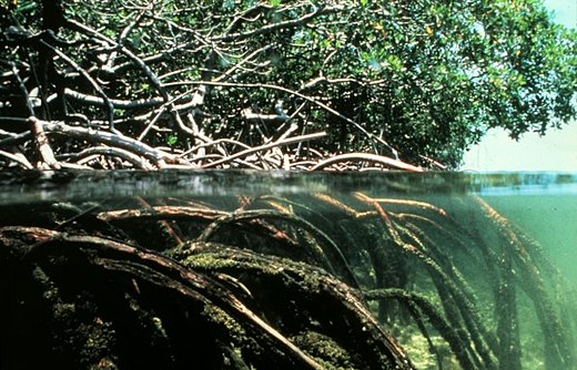 Mangrove roots above and below water