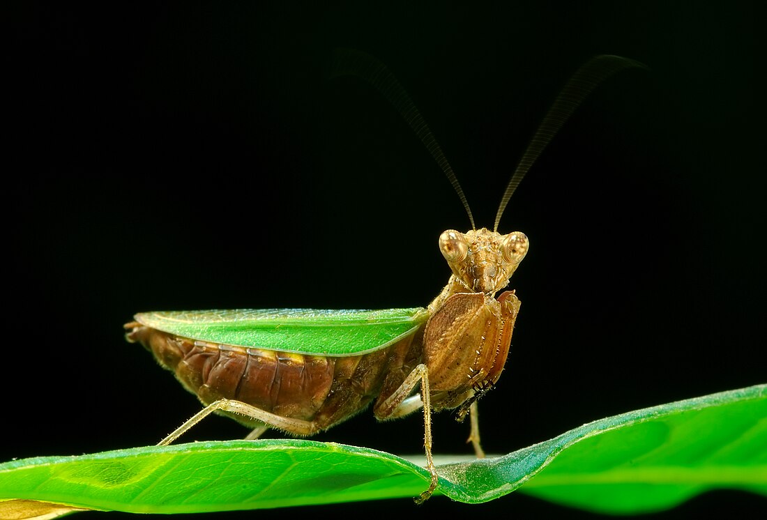 File:Mantis Ephestiasula sp Luc Viatour.jpg