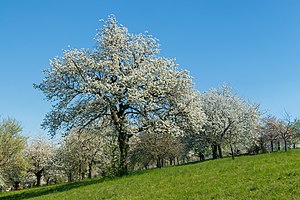 Torcol Fourmilier: Noms et étymologie, Description, Comportement