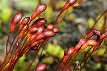 Sporophytes of Meesia uliginosa, of which members of Splachnaceae are distantly related to. Meesia uliginosa (b, 124927-470644) 6143.JPG