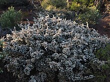 Melaleuca bromelioides 03.JPG