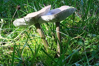 <i>Melanoleuca</i> Genus of fungi