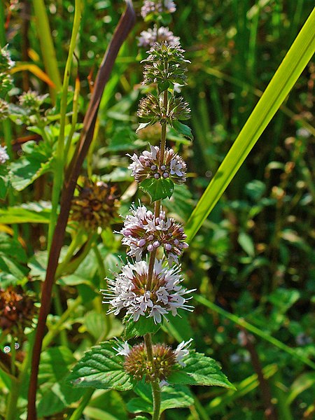 File:Mentha pulegium 002.JPG