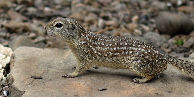 File:Mexican ground squirrel (Ictidomys mexicanus) Cameron Co. Texas (12 April 2016).jpg