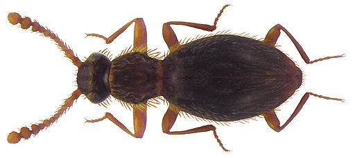 Microscydmus nanus (Schaum, 1844) (4152521979)