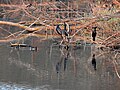 Migratory birds at Dhanas Lake