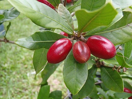 Плоды чудо дерева 5 букв. Синсепалум дульцификум. Магический фрукт – синсепалум. Синсепалум дерево. Магический фрукт (Synsepalum dulcificum).