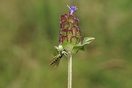 Misumena vatia armiarma