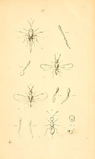 <i>Theocolax</i> Genus of wasps