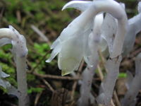 Monotropa Uniflora National Forest 45 Oregon.JPG