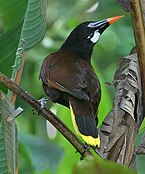 Montezuma Oropendola - male.jpg