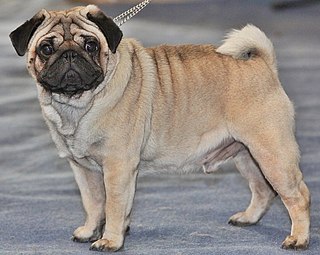 The pug is a breed of dog with physically distinctive features of a wrinkly, short-muzzled face, and curled tail. The breed has a fine, glossy coat that comes in a variety of colours, most often fawn or black, and a compact square body with well-developed muscles.