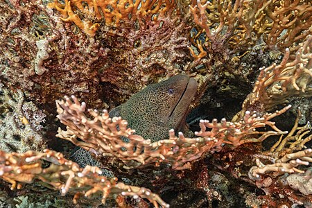 Giant moray (Gymnothorax javanicus) surrounded by net fire coral (Millepora dichotoma), Ras Katy, Sharm el-Sheikh, Red Sea, Egypt