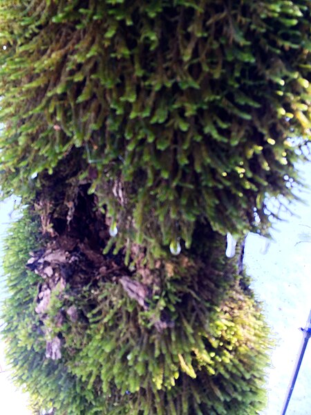 File:Moss in New Hampshire1.jpg