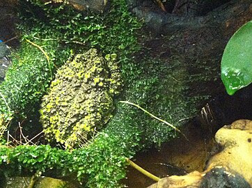 An individual camouflaged on a mossy surface