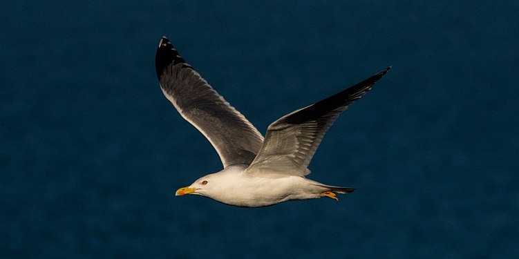 Seagull, Ras El Ma cape by Farajiibrahim