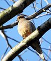 Mourning Dove (16538644093).jpg