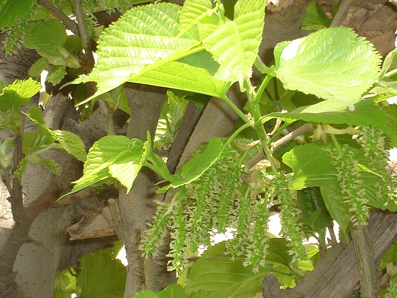 File:Mulberry Flower Clusters.jpg