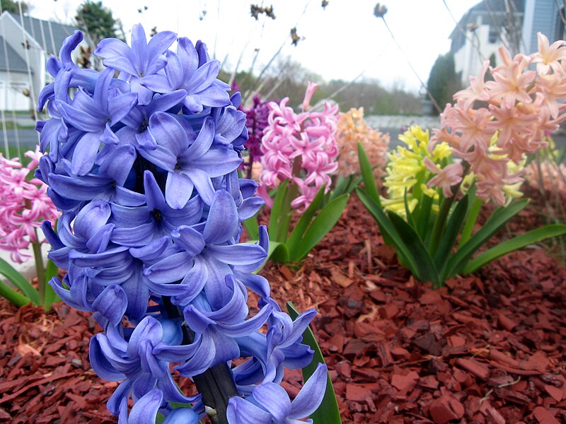 File:Multicolor hyacinth.jpg