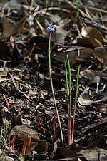 Thumbnail for Muscari parviflorum