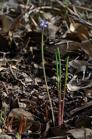 <i>Muscari parviflorum</i> Species of plant