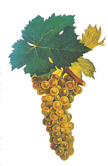 Muscat blanc à petits donalari Viala et Vermorel.jpg