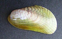 Musculista senhousia (Osiyo midiyasi) .JPG