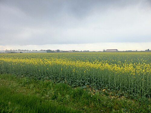 Mustard plants in Mirandola