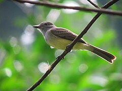 Myiarchus panamensis Atrapamoscas panamense Panama Flycatcher (6736062321).jpg