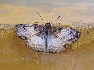 <i>Mylon</i> Genus of butterflies