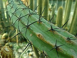 Myrtillocactus cochal 2020-02-08 7744.jpg