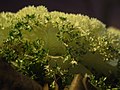 N2 Brassica oleracea var acephala.jpg