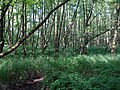 Erlenbruchwald am Buersbach im geschützten Bereich des Herrenbusches