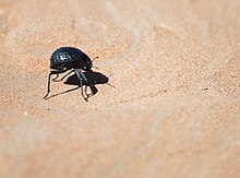Чернотелка Onymacris unguicularis в пустыне Намиб использует капли воды, конденсирующейся на её собственном теле. Для этого она подставляет голову и надкрылья ветру в период, когда пелена тумана окутывает пустыню[84].