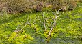 * Nomination Drents-Friese Wold. Location Fochteloërveen. Sphagnum moss growth in the upland moor area. --Agnes Monkelbaan 05:34, 7 November 2020 (UTC) * Promotion  Support Good quality -- Johann Jaritz 05:48, 7 November 2020 (UTC)