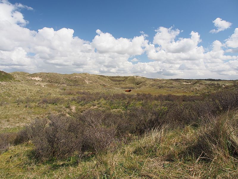 File:Nationaal Park Zuid-Kennemerland pic1.JPG