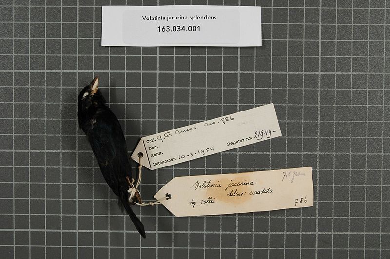 File:Naturalis Biodiversity Center - RMNH.AVES.21949 1 - Volatinia jacarina splendens (Vieillot, 1817) - Emberizidae - bird skin specimen.jpeg