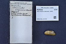Център за биологично разнообразие Naturalis - RMNH.MOL.317073 - Idas simpsoni (Маршал, 1900) - Mytilidae - черупчеста мекотела.jpeg