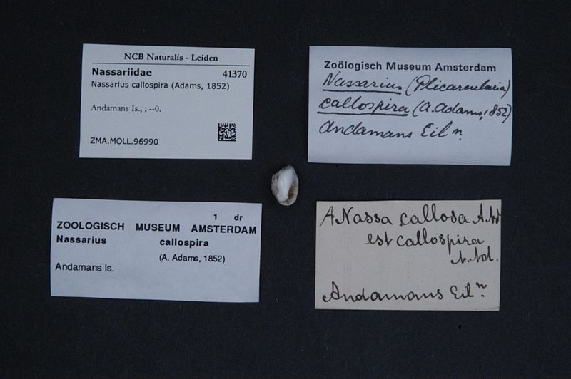 File:Naturalis Biodiversity Center - ZMA.MOLL.96990 - Nassarius callospira (Adams, 1852) - Nassariidae - Mollusc shell.jpeg