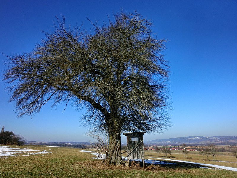 File:Naturdenkmal bei St. Jobst.jpg