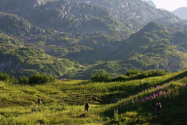 Meadow in the Neacola Mountains Neacola2.jpg