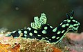 Image 16 Nembrotha cristata Photograph: Steve Childs Nembrotha cristata is a colourful species of sea slug. This nudibranch, a marine gastropod in the family Polyceridae, lives on rocks or coral reefs in the tropical Indo-West Pacific Ocean. This species of sea slug is black with green markings. Adults reach lengths of around 50 mm. More selected pictures