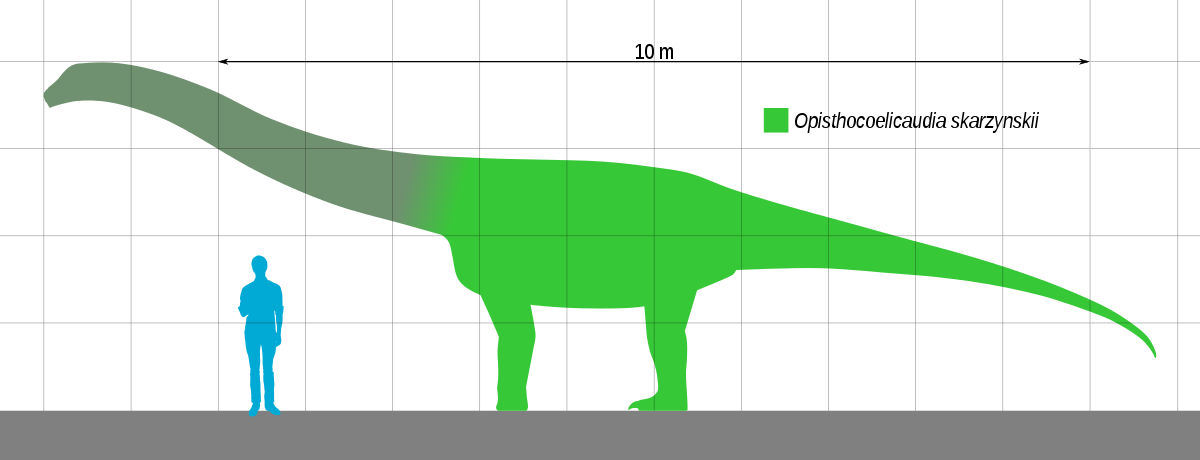File:Nemegtosaurus Size.svg - Wikipedia