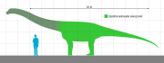 Opisthocoelicaudia size comparison