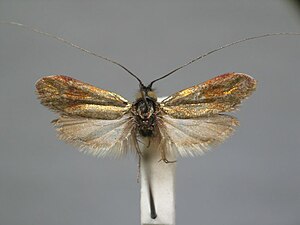 Nemophora prodigellus BE-MK-7-264a.jpg