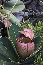 Thumbnail for Nepenthes erucoides