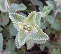 Šanta hroznovitá (Nepeta racemosa), listy