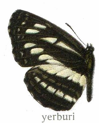 <i>Neptis yerburii</i> Species of butterfly